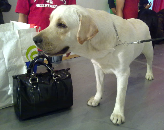 Dogs first tamed in prehistoric Europe, DNA reveals GMA News Online